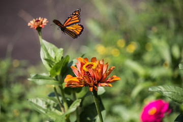 Monarch Butterfly and flowers