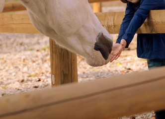 so kleine Hände, kleines Kind hält seine Handflächen an Pferdemaul