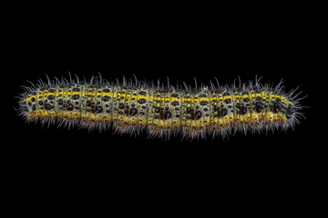 Colored caterpillar on a black background