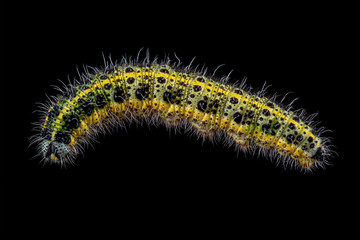 Colored caterpillar on a black background