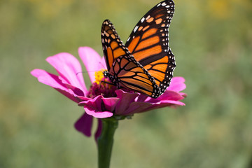 Monarch Butterfly and flowers