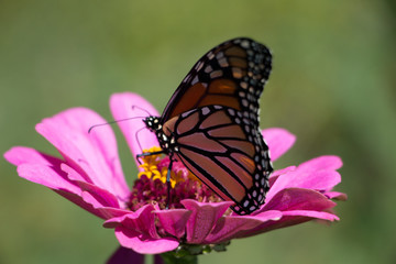 Fototapeta na wymiar Monarch Butterfly and flowers
