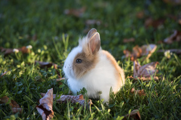 Small rabbit in nature