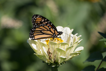 Monarch Butterflies and Flowers