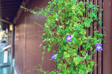 軒先の夕顔