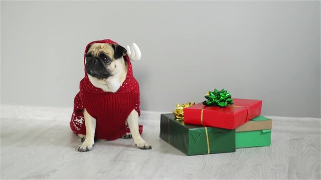 Pet sitting next to the gifts in bright packaging. Cute doggy of breed a pug is dressed by a holiday in a red-white suit of a reindeer. Merry Christmas. Happy New Year.