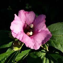 Fiore viola