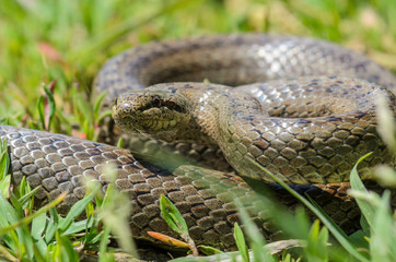 Smooth snake in grass