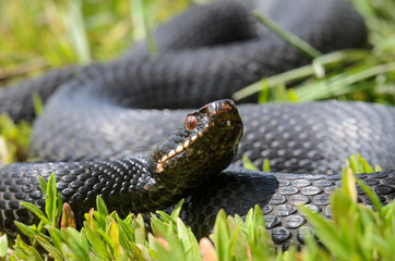 Vipera berus - nikolskii in grass