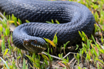 Vipera berus - nikolskii in grass