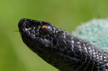 Vipera berus - nikolskii