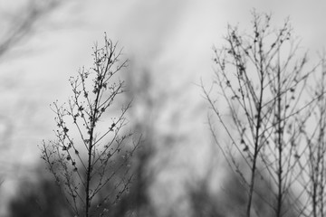 Obraz premium Winter Bushes