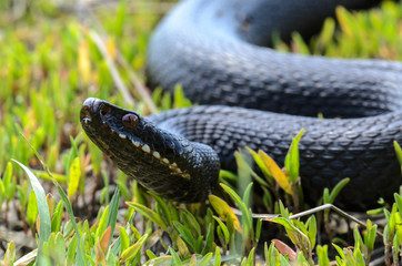 Vipera berus - nikolskii in grass