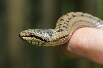 Smooth snake hand held