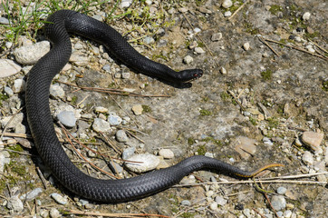 Vipera berus - nikolskii