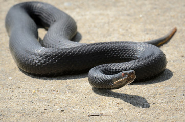 Vipera berus - nikolskii on dirt road
