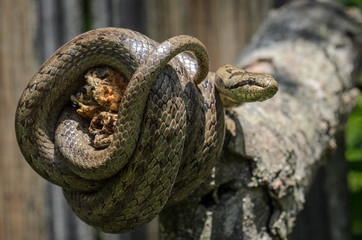 Obraz premium Smooth snake - Coronella austriaca 