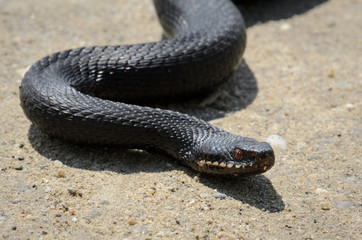 Vipera nikolskii
