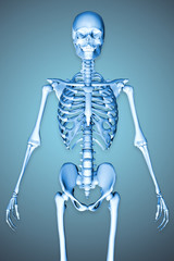 3d rendered illustration of a male skeleton showing torso