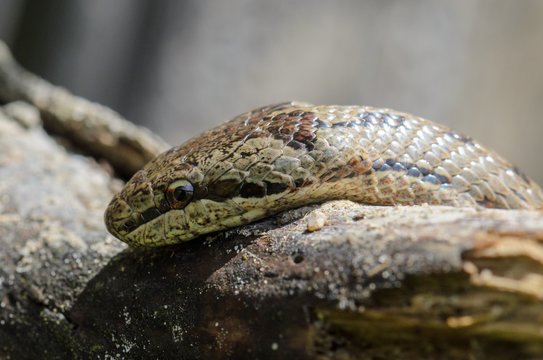 Smooth snake sitting on wood closeup