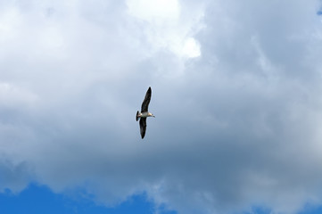 Fototapeta na wymiar Seagull against a blue sky with white clouds