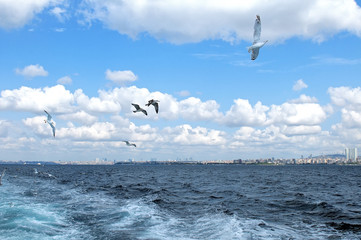 Naklejka premium Seagulls against a blue sky with white clouds
