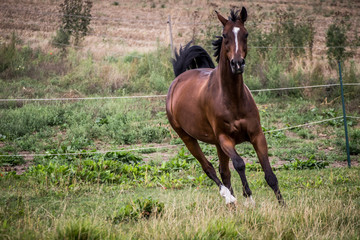 Braunes Pferd rennt wild über die Wiese