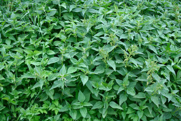 Nettle bush