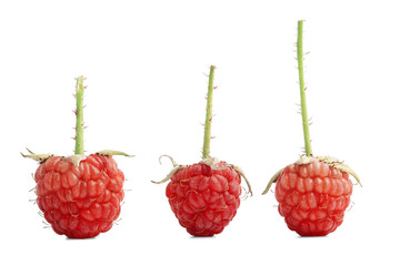 Three raspberry red with shadows on a white background