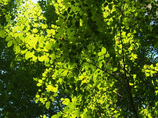licht und laub im buchenwald 