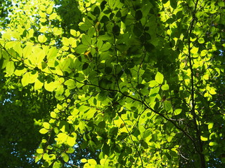 Obraz premium licht und laub im buchenwald 