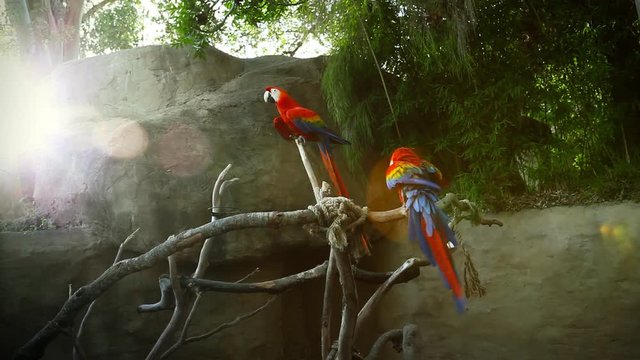 Two parrots sit on a branch in the afternoon.