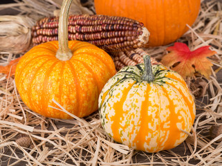 Colorful Autumn Pumpkin and Squash Closeup