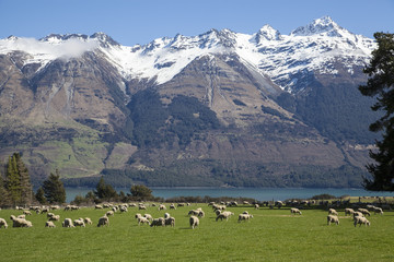 Fototapeta na wymiar Sheep farm