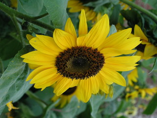 Sunflower