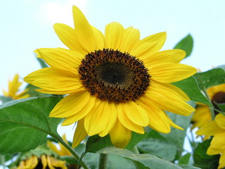 Sunflower