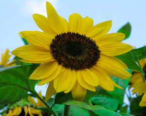 Sunflower