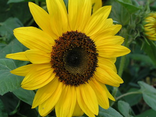 Fototapeta premium sunflower