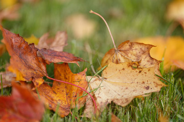 September, yellow and red leaves on a green grass
