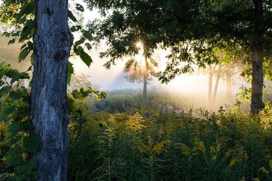 Dawn At Half Day Forest Preserve In Lake County, Illinois