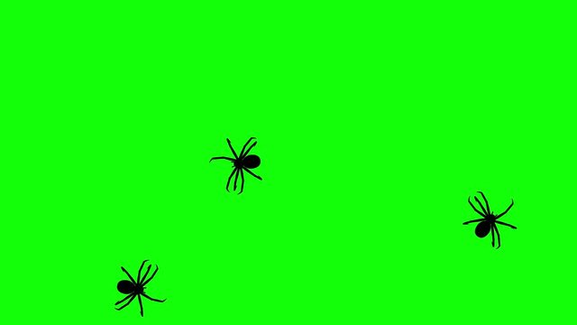 Three spider on green screen, CG animated silhouettes, seamless loop