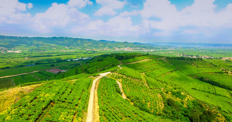 Obraz premium The vineyards on the Italian hills.