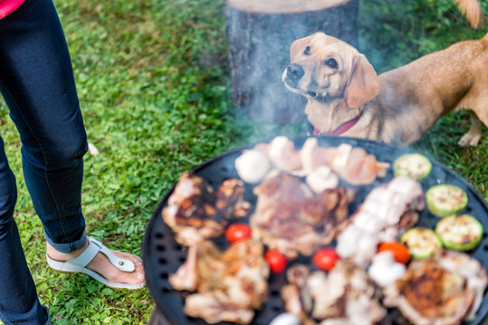 Dog standing close to barbecue