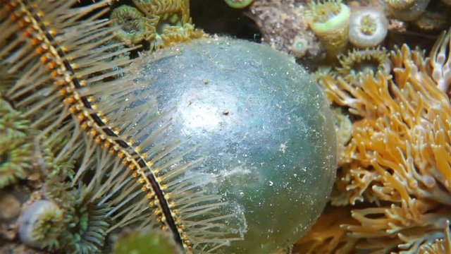 Algae Valonia ventricosa, commonly called bubble algae or sailor's eyeballs, underwater in the Caribbean sea
