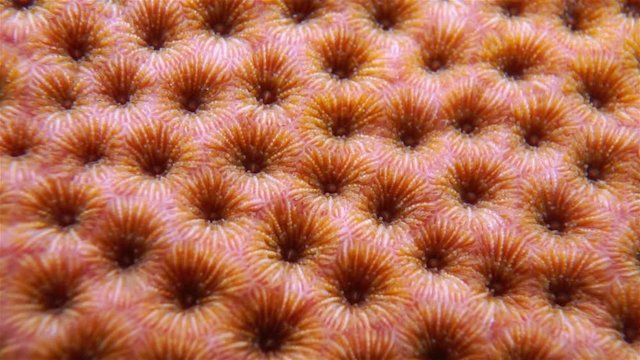 Underwater marine life, closeup video of massive starlet coral, Diploria strigosa, Caribbean sea
