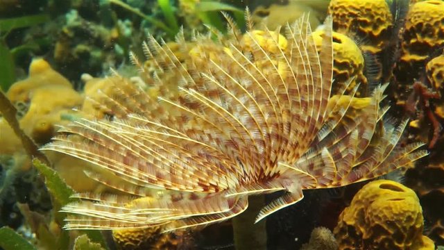 Underwater creature, Magnificent Feather Duster worm, Sabellastarte magnifica, Caribbean sea

