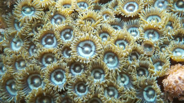 Underwater marine life, a colony of Mat zoanthid, Zoanthus pulchellus, Caribbean sea
