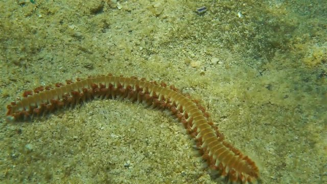 Underwater sea life, a bearded fireworm, Hermodice carunculata, walking on the seabed of the Caribbean sea
