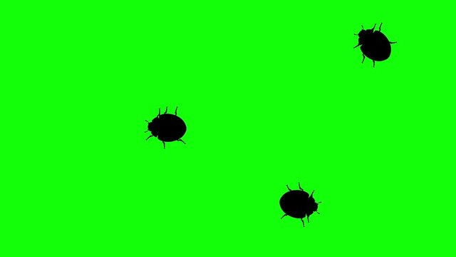 Three beetle on green screen, CG animated silhouettes, seamless loop