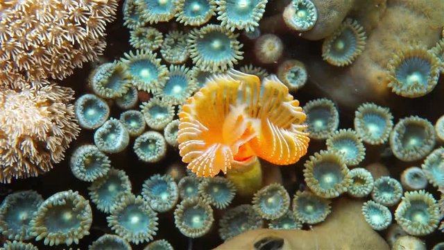 Underwater creature, close-up video of a red-spotted horseshoe worm, Protula sp., Caribbean sea
